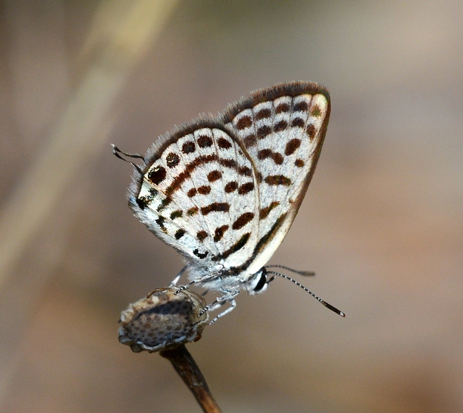 Tarucus balkanicus, Lycaenidae